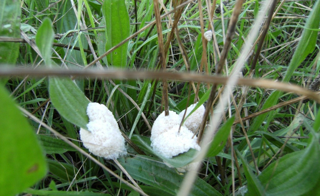 Ammasso gelatinoso
